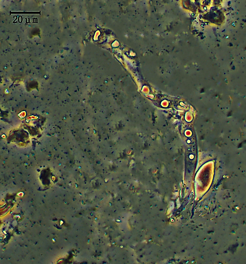 Arrasia rostrata Bernicchia, Gorjón & Nakasone
